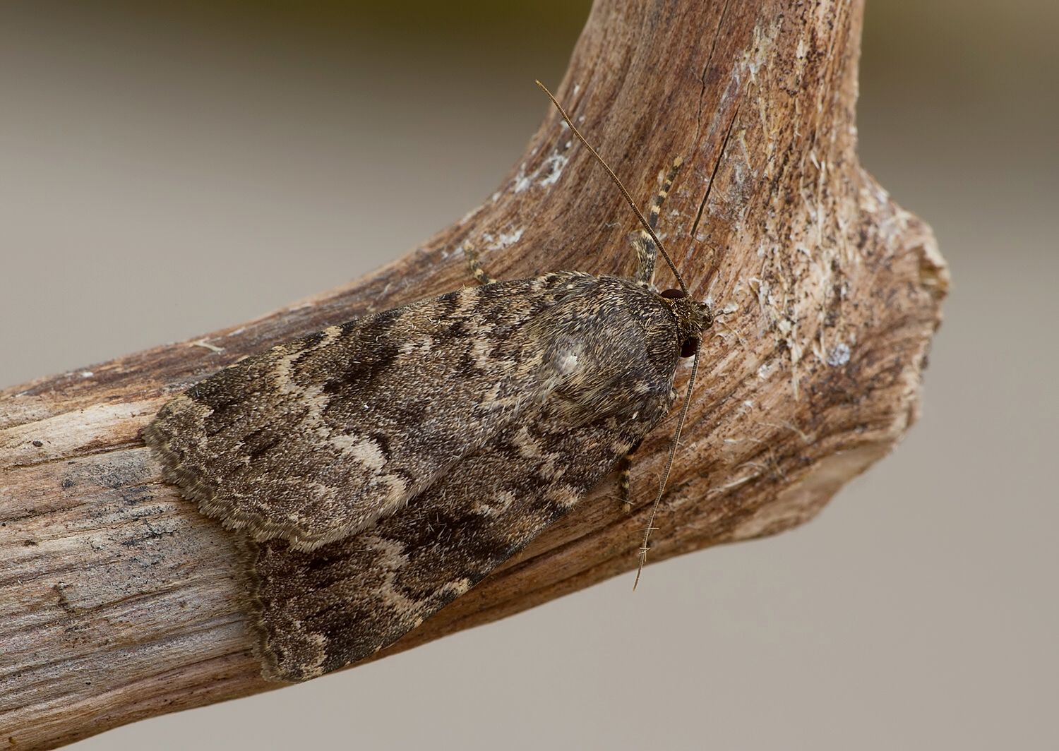 Amphipyra pyramidea