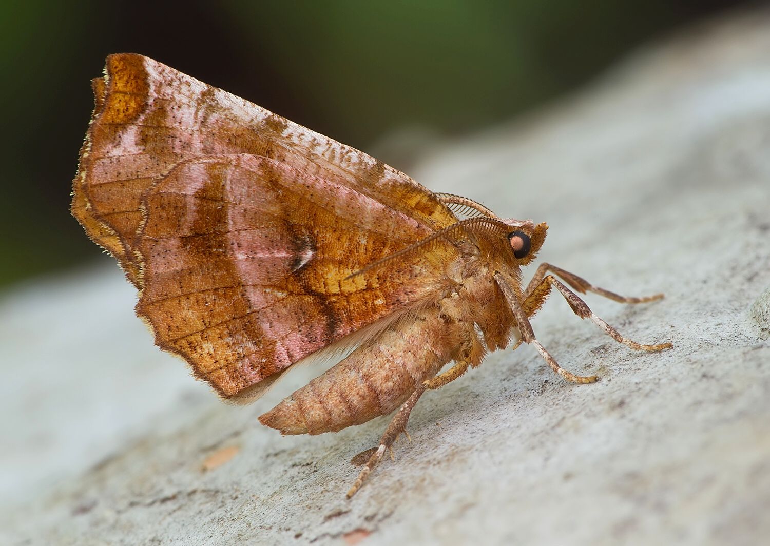 Selenia dentaria