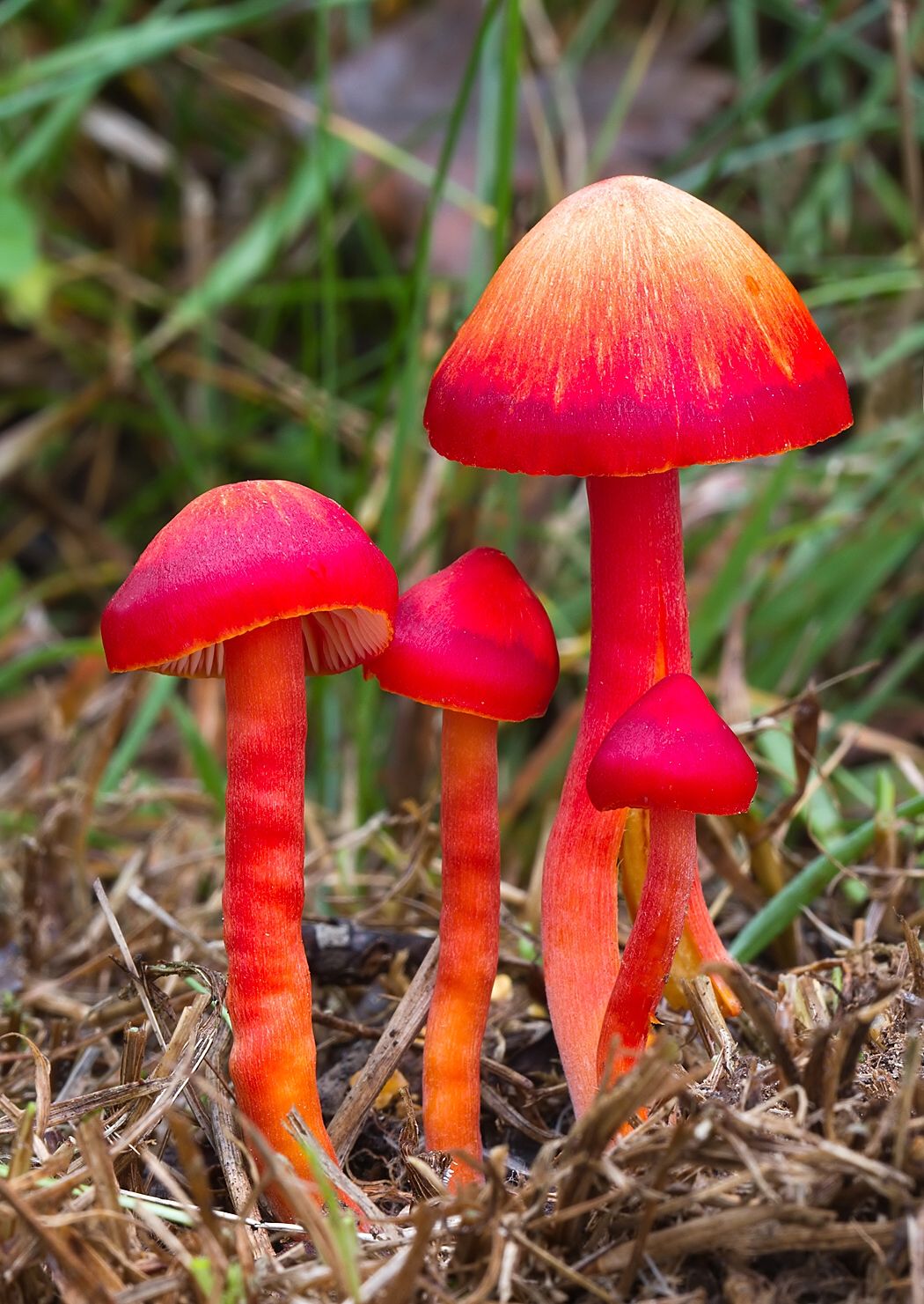 Hygrocybe coccinea