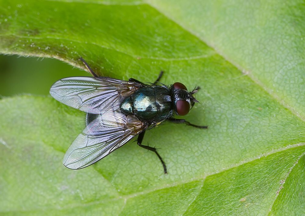 Eudasyphora cyanella