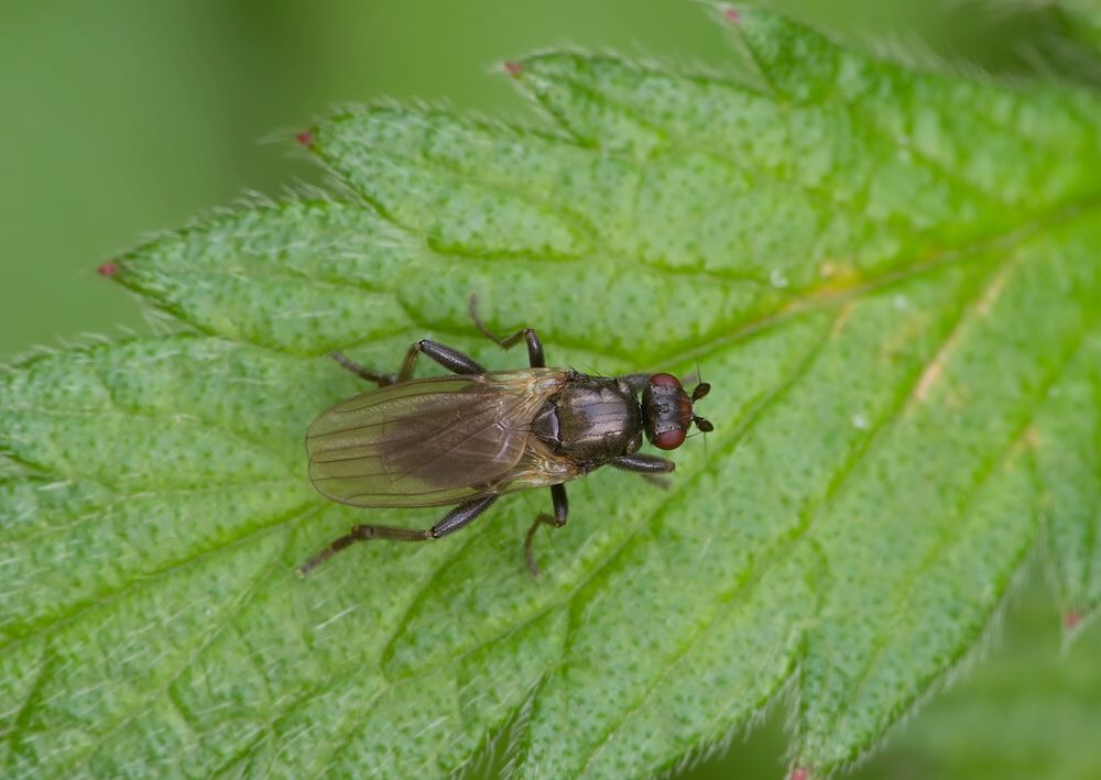 Crumomyia fimetaria
