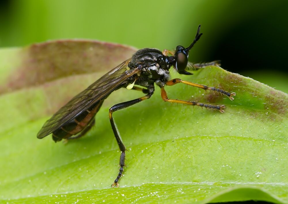Dioctria longicornis