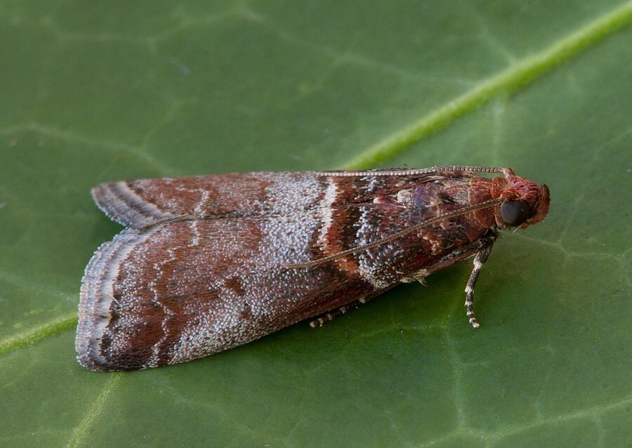 Acrobasis advenella