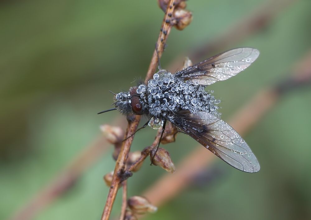 Bombylella atra