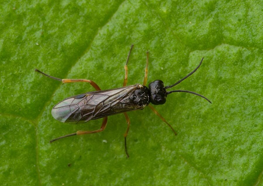Allantus rufocinctus cf.