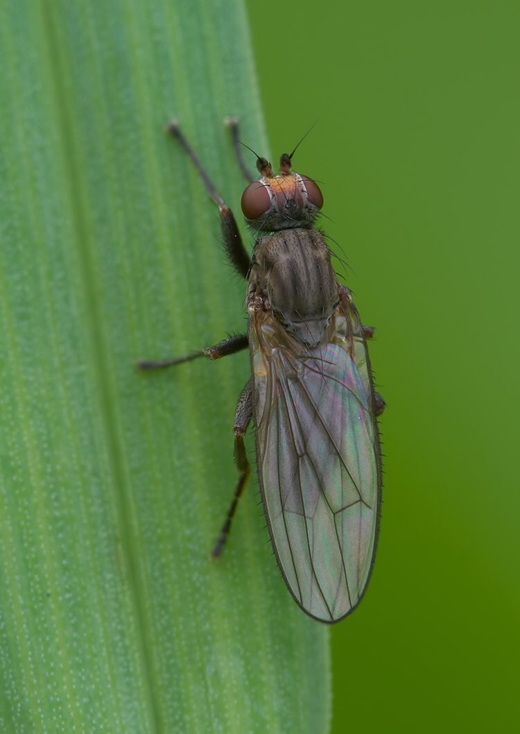 Heleomyza modesta