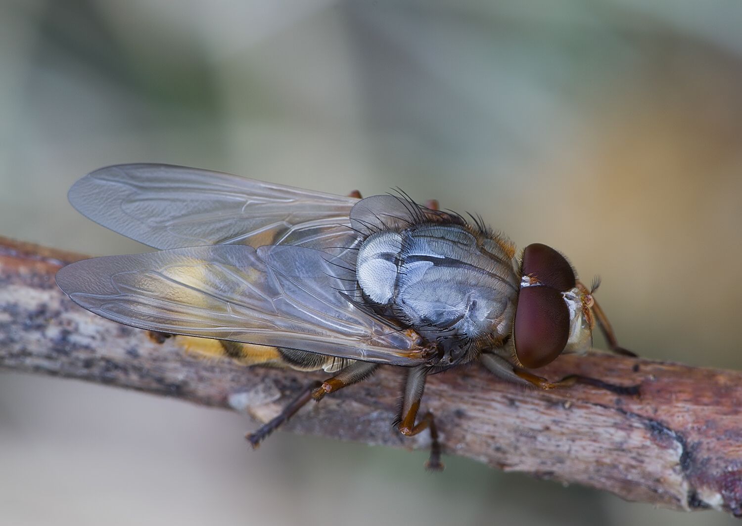 Volucella zonaria