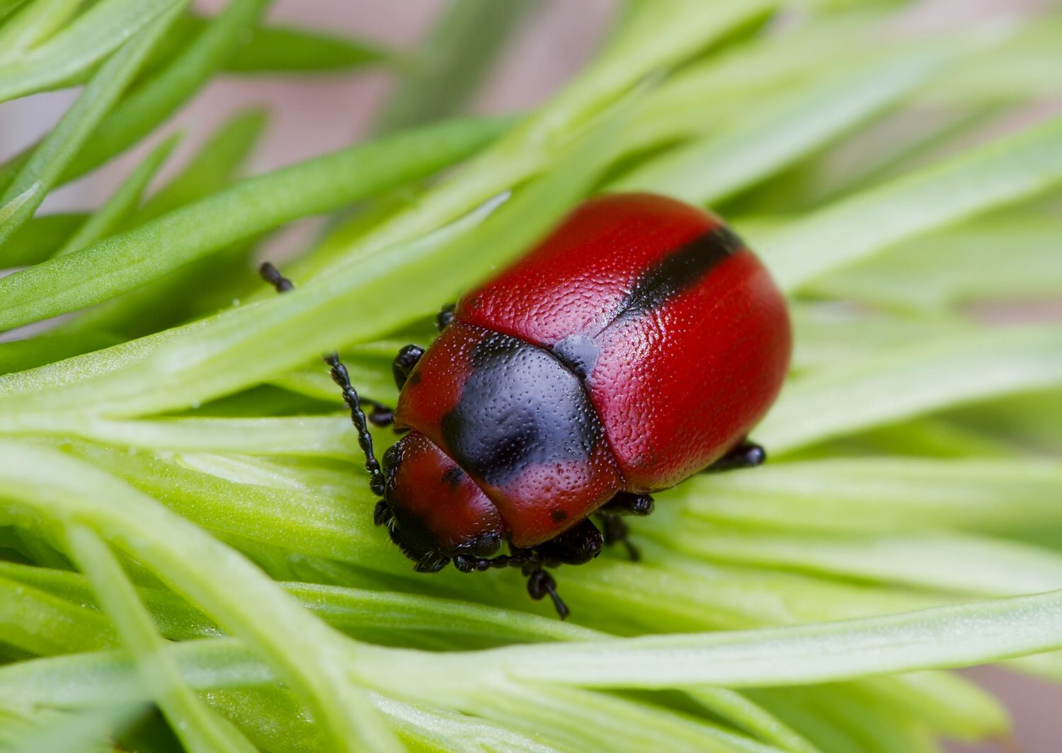 Entomoscelis adonidis
