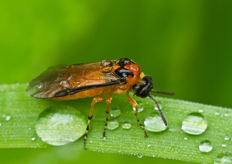 Athalia rosae
