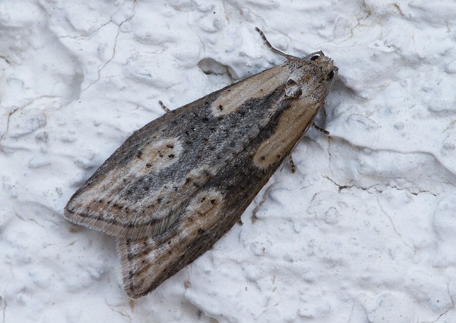 Doloploca punctulana