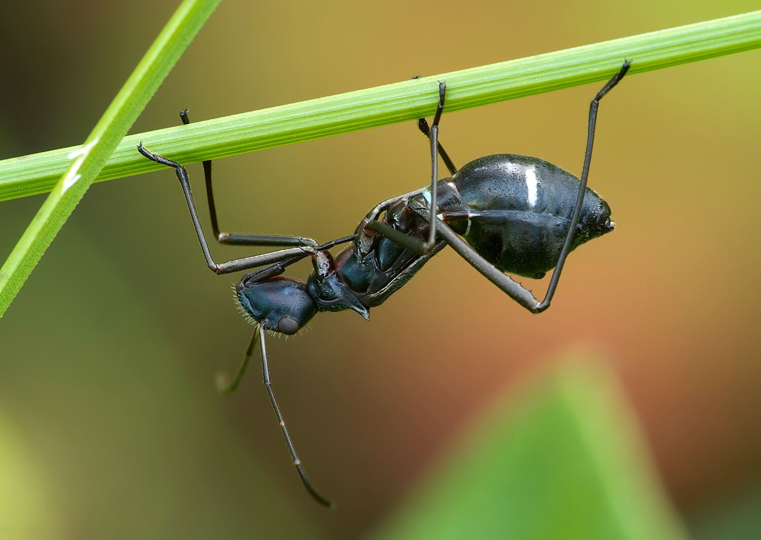 Camptopus lateralis