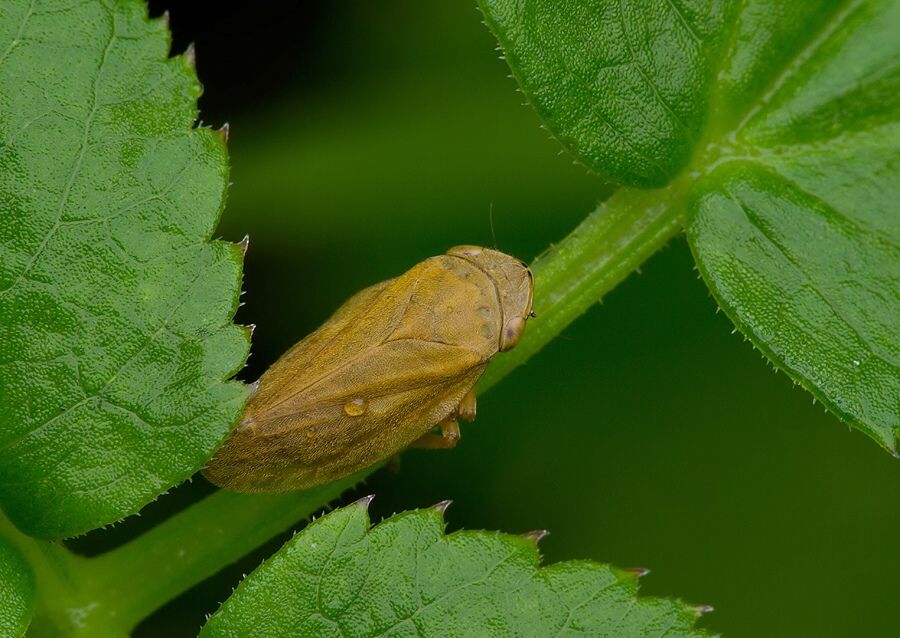 Philaenus spumarius