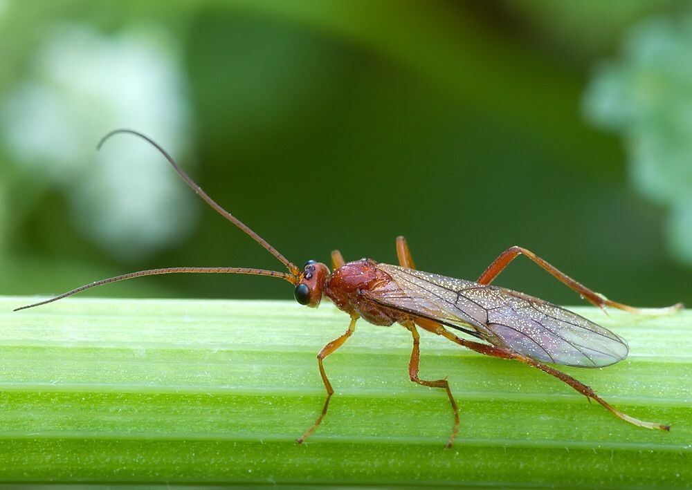 Netelia sp.