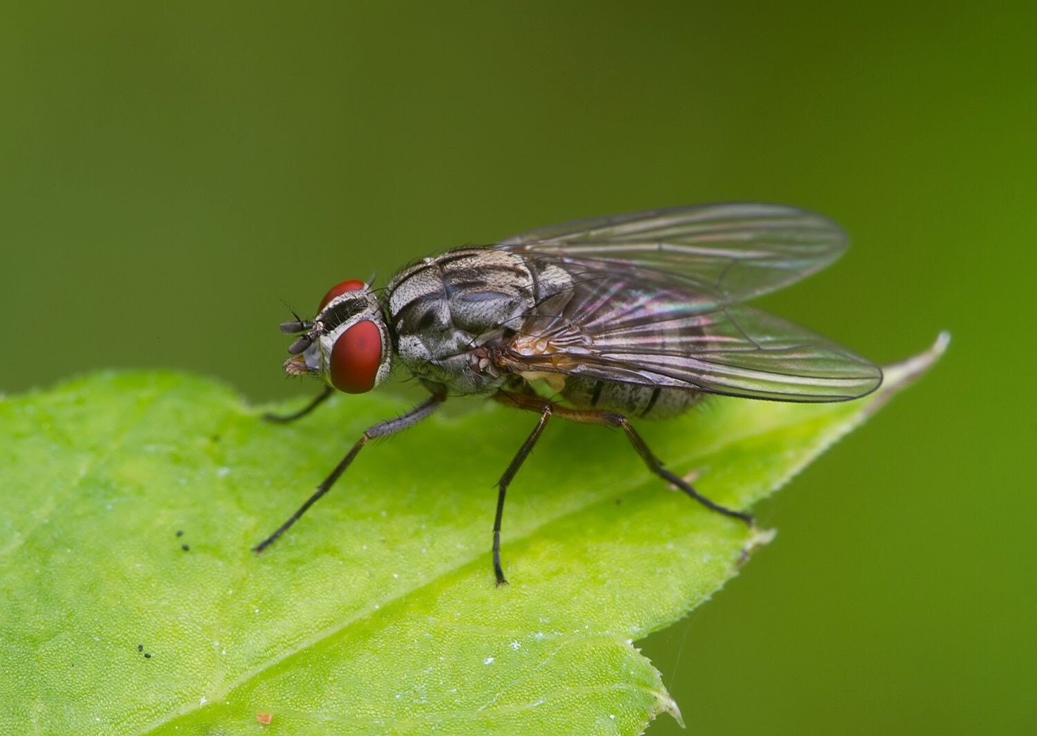 Haematobosca stimulans