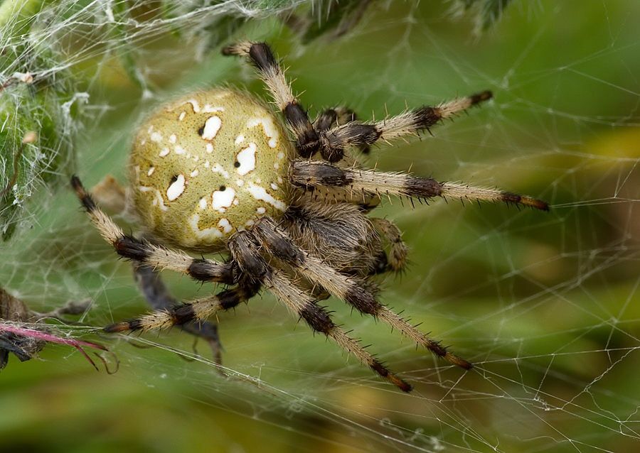Araneus quadratus