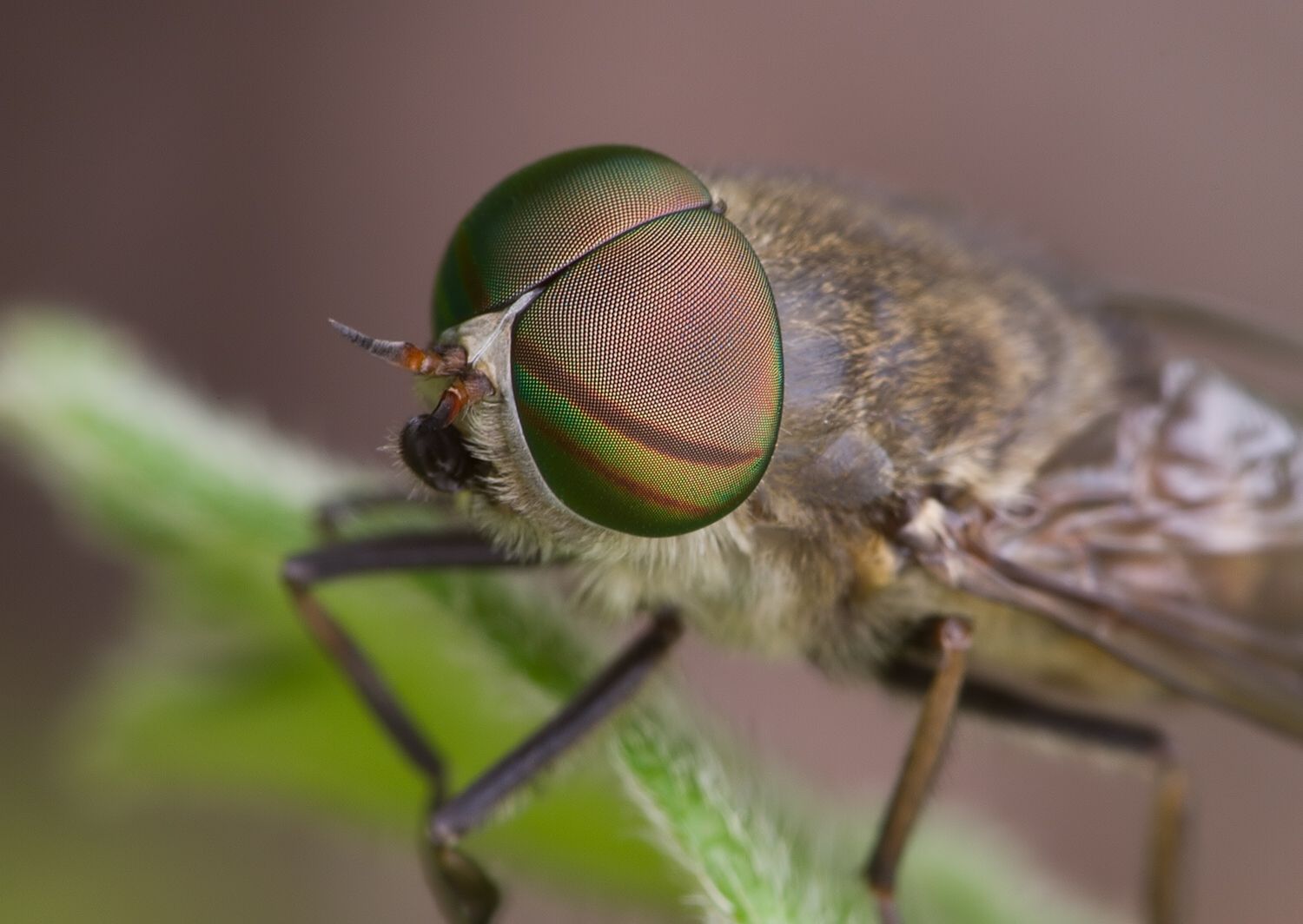 Tabanus glaucopis