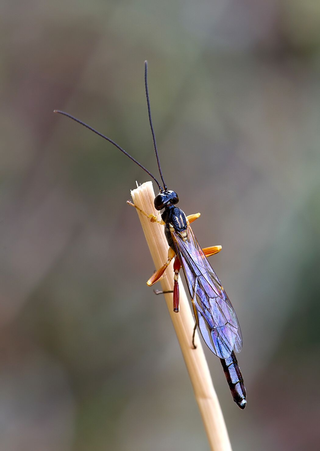 Rhyssella obliterata