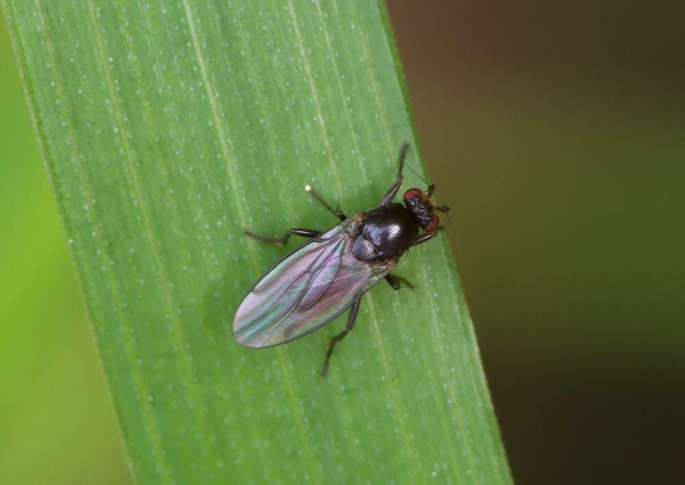 Sphaerocera curvipes