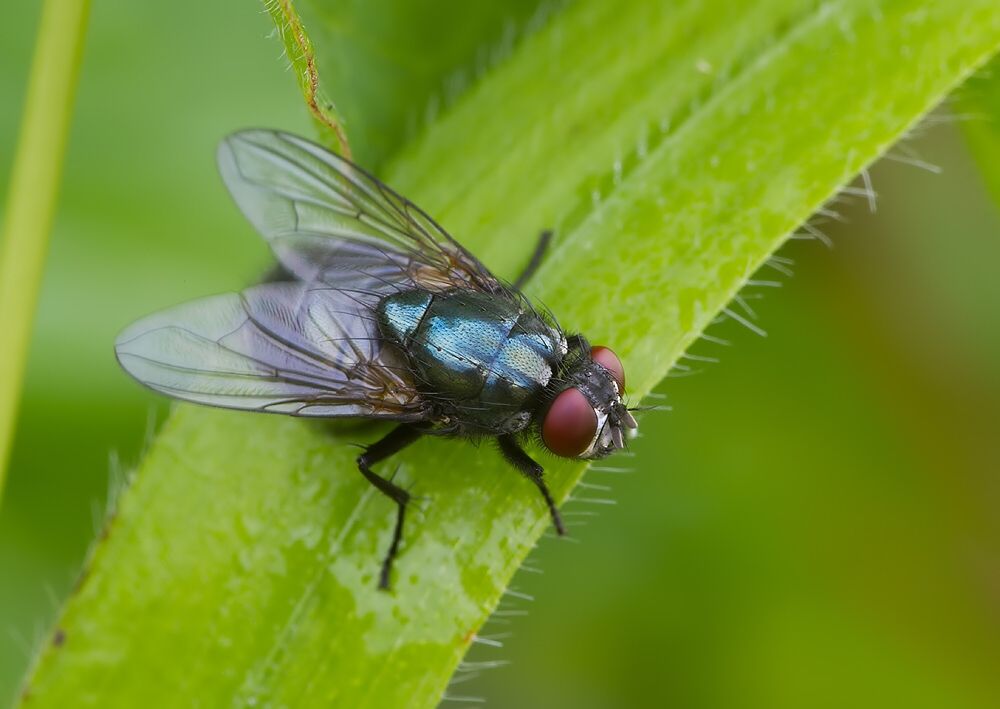 Eudasyphora cyanicolor