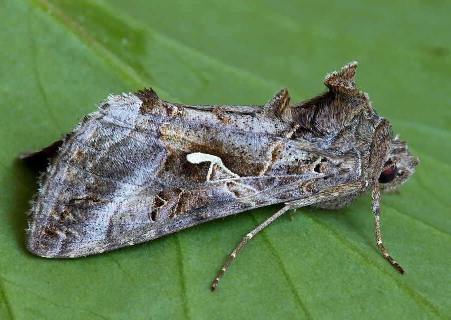 Autographa gamma
