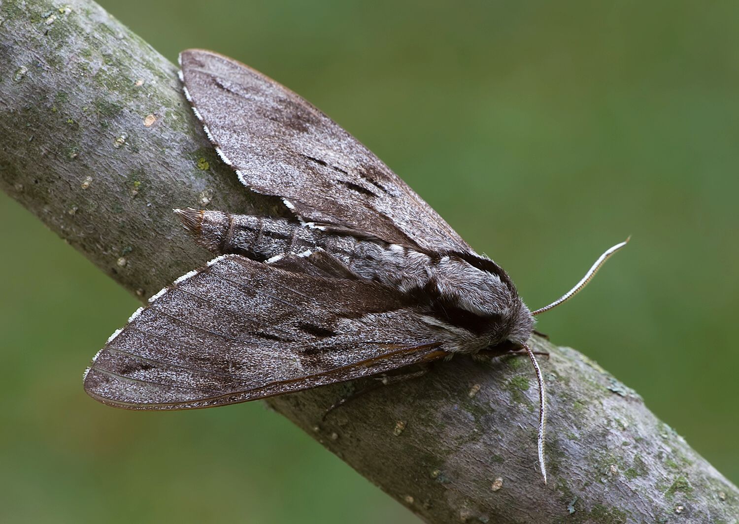Sphinx pinastri