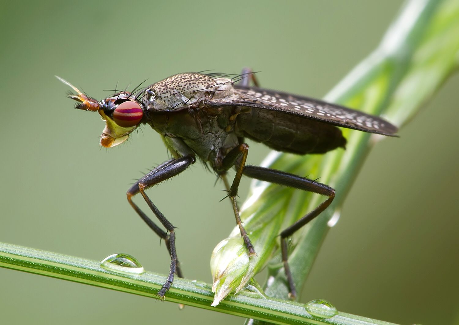 Coremacera marginata