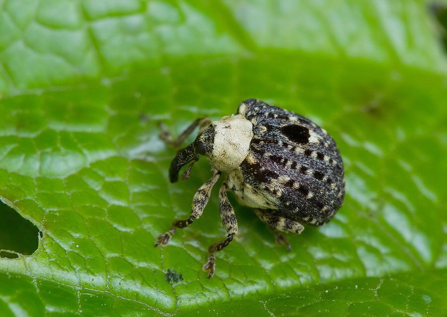 Cionus scrophulariae