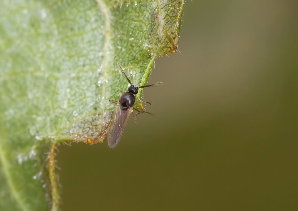 Atrichopogon lucorum cf.