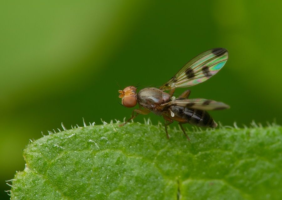 Geomyza tripunctata