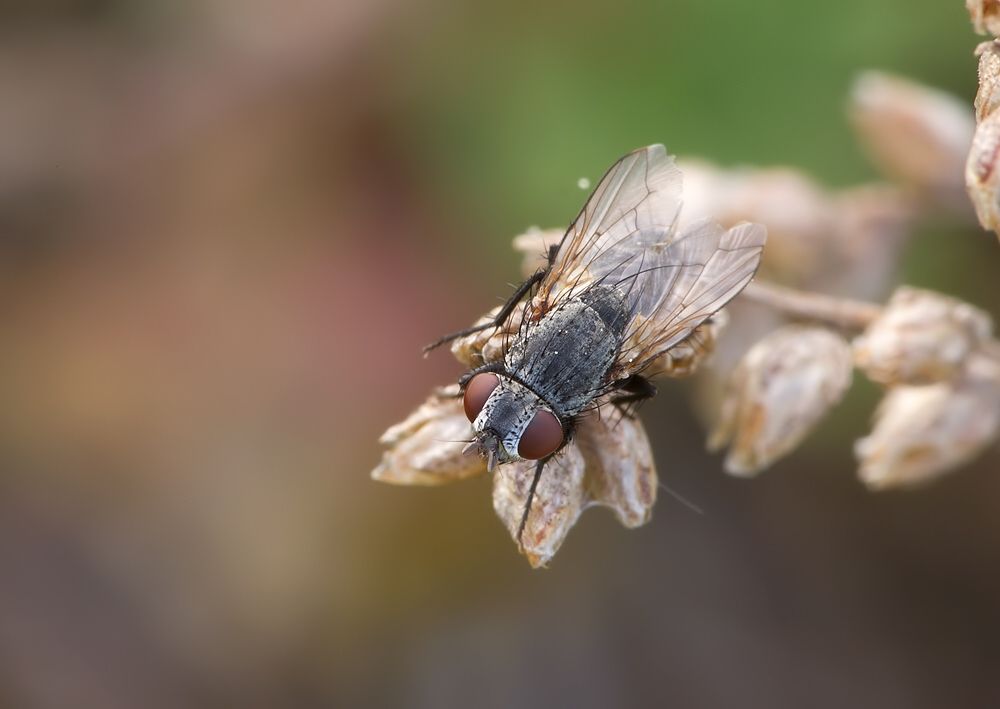 Synactia parvula