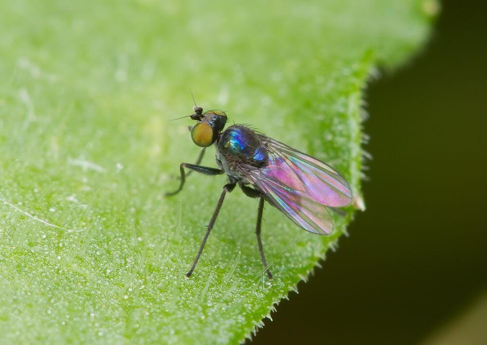 Chrysotus cupreus