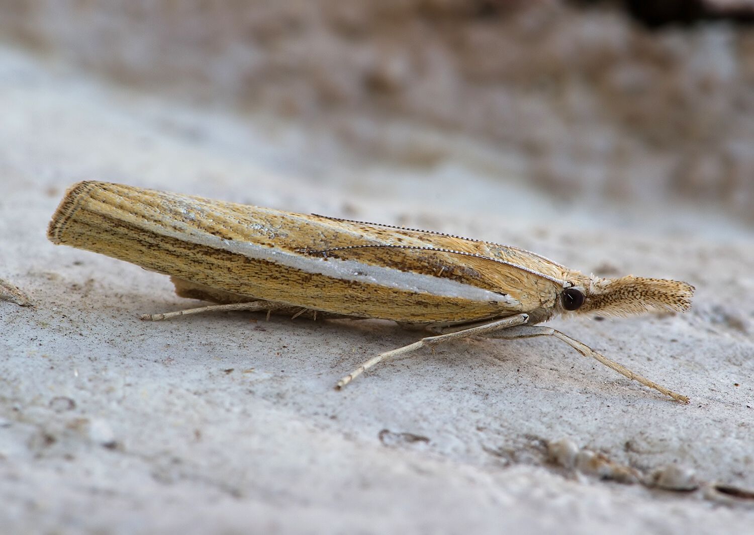 Agriphila tristella