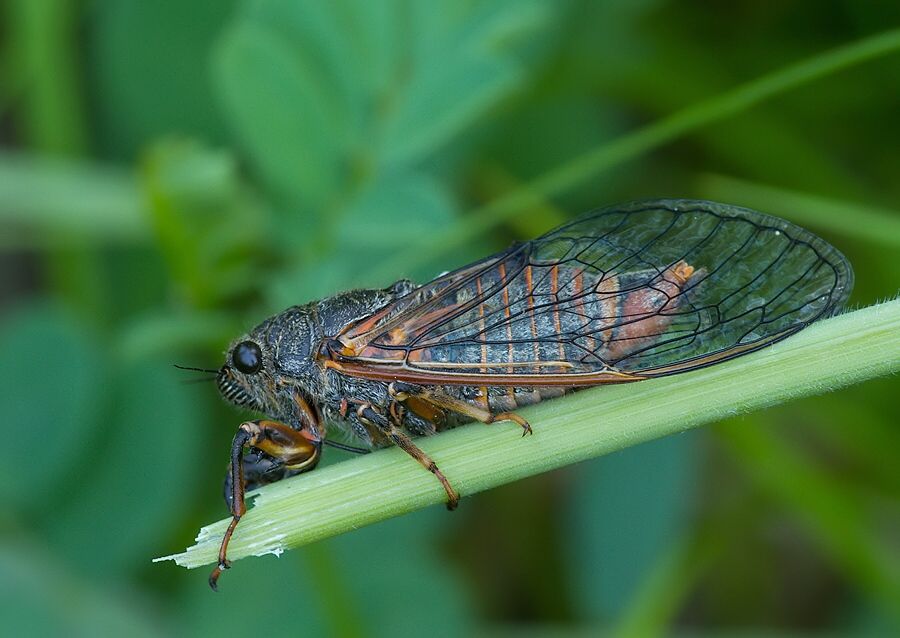 Cicadetta montana