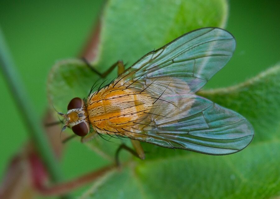 Thricops diaphanus