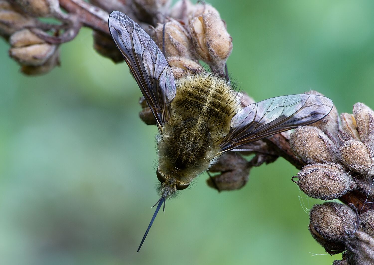 Bombylius fimbriatus