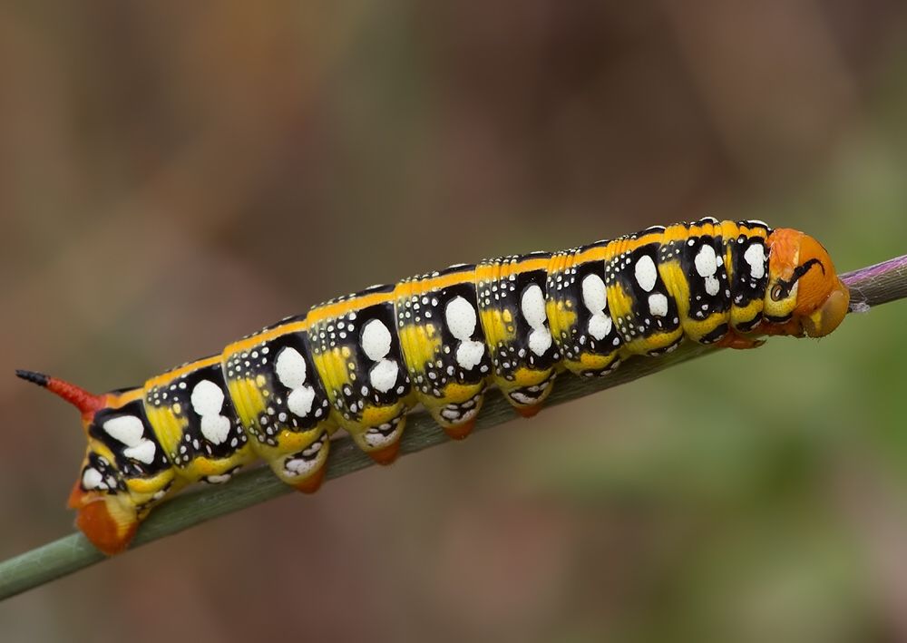 Hyles euphorbiae