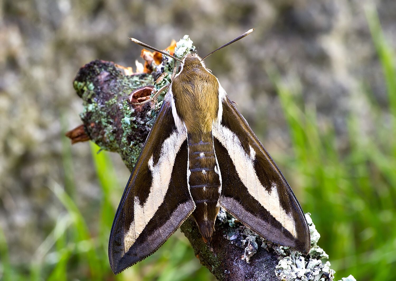 Hyles gallii