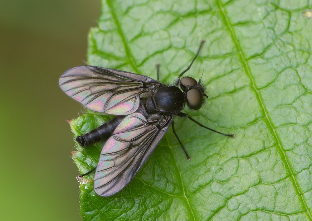 Symphoromyia melaena