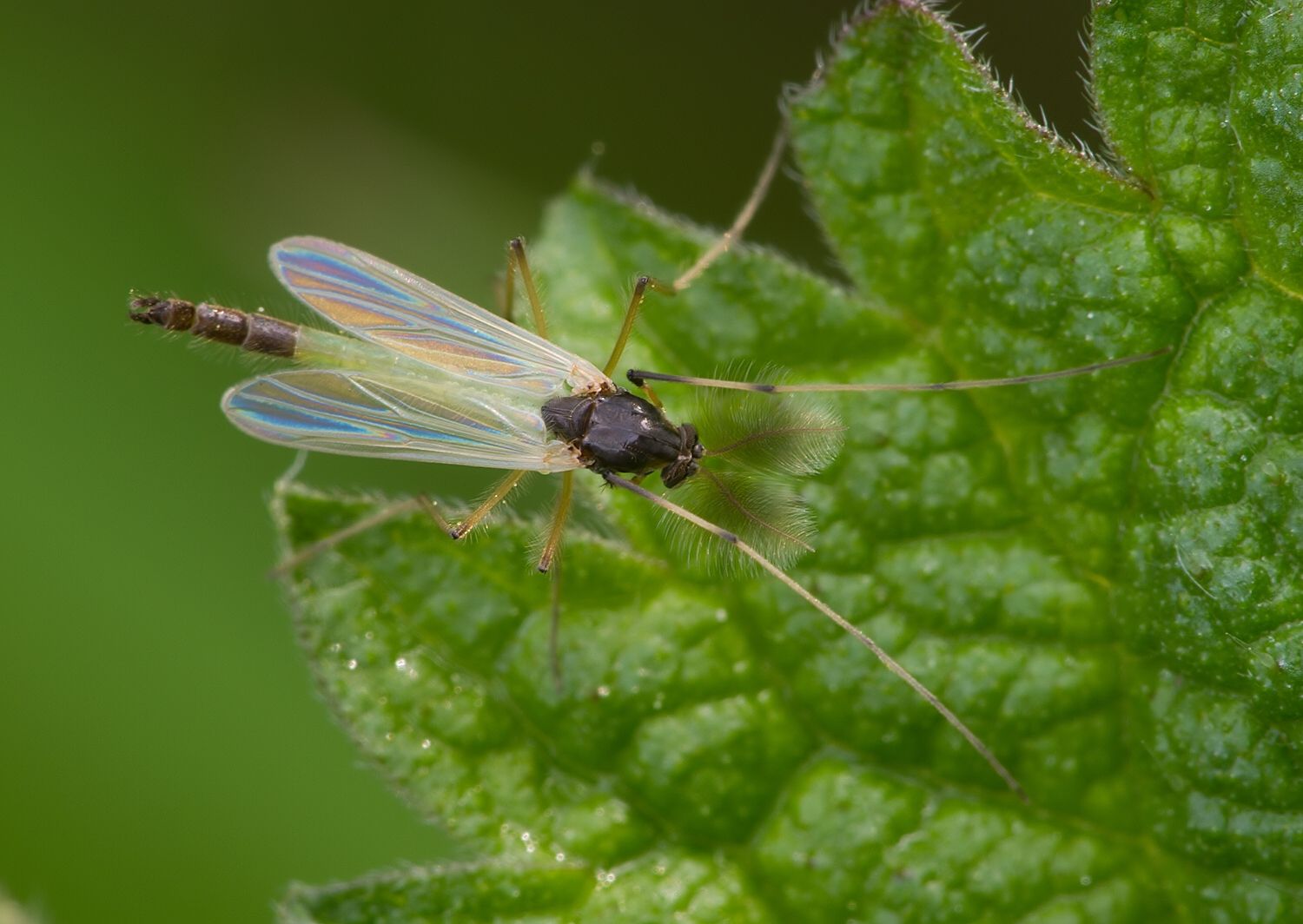 Microtendipes pedellus