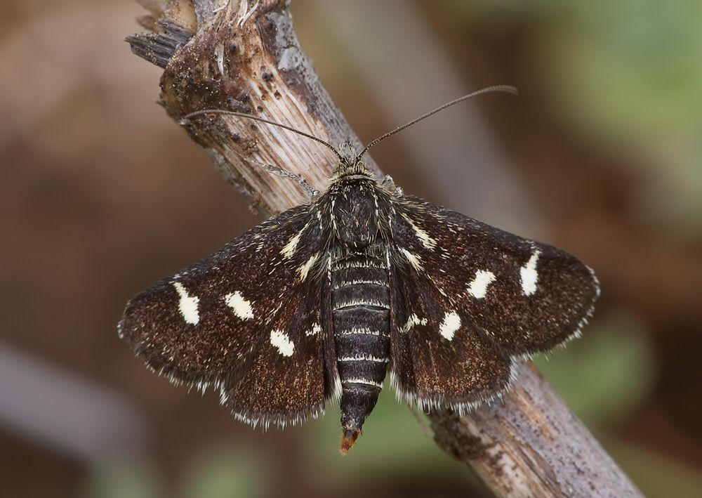 Eurrhypis pollinalis