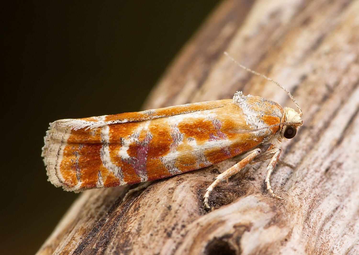 Rhyacionia buoliana
