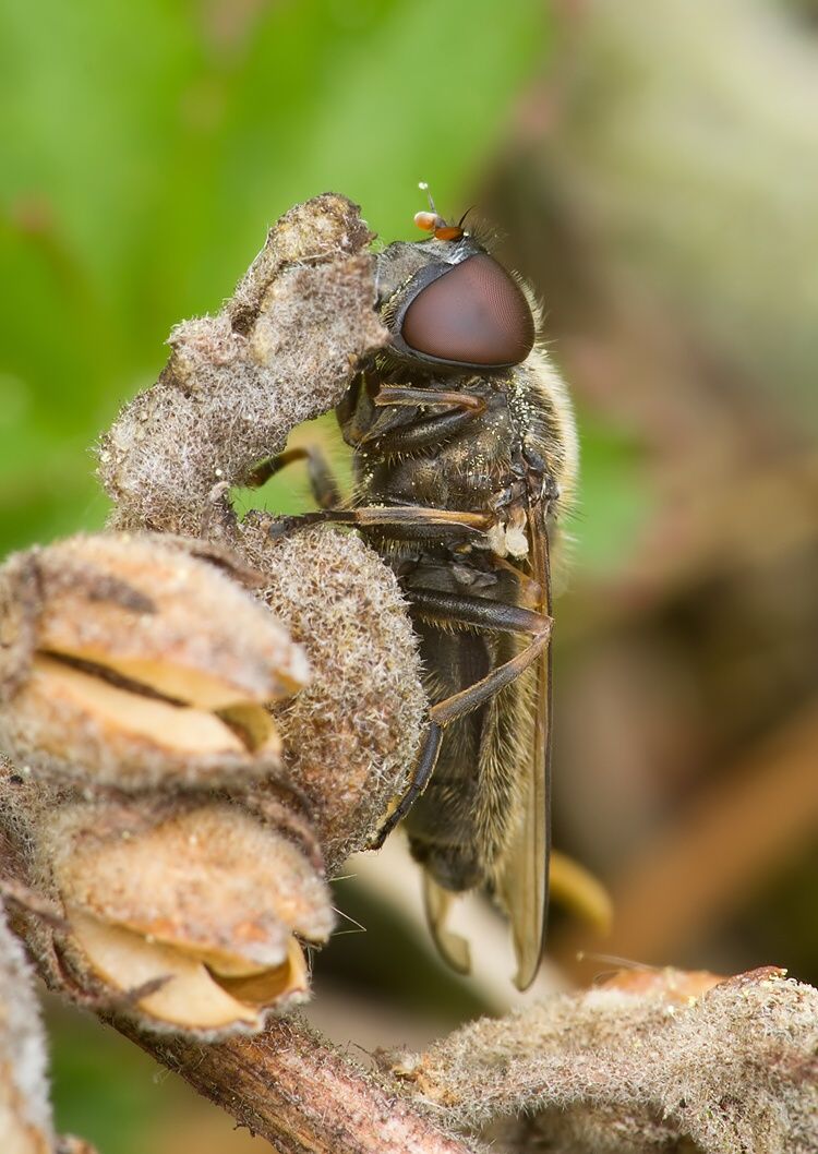 Cheilosia latifrons