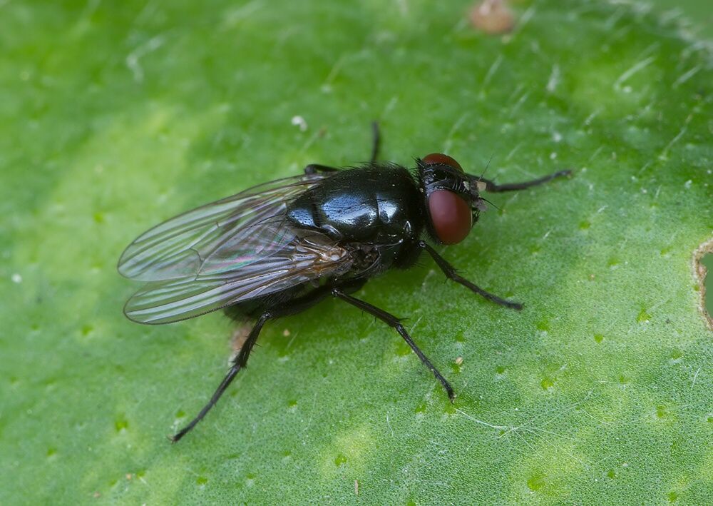 Hydrotaea ignava