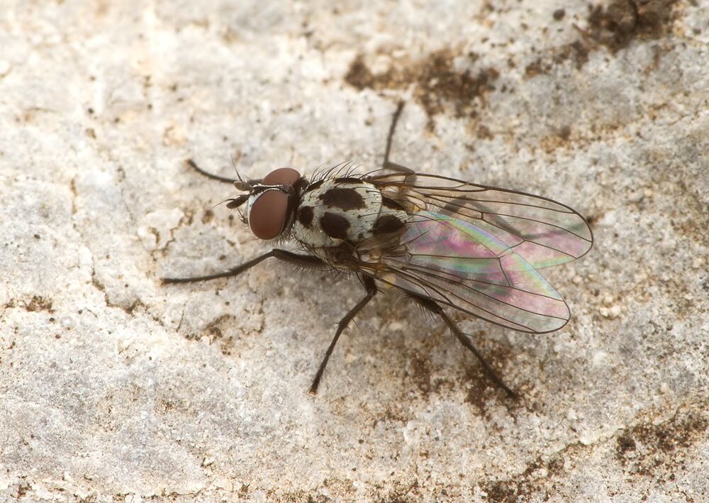 Anthomyia pluvialis