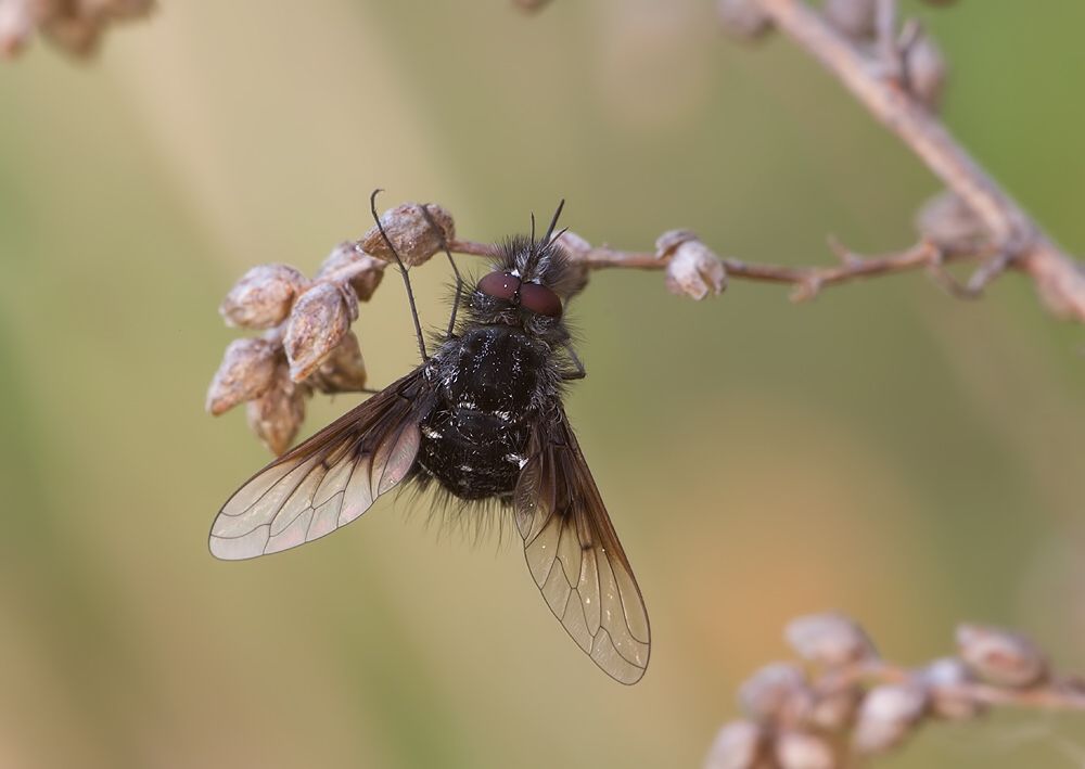 Bombylella atra