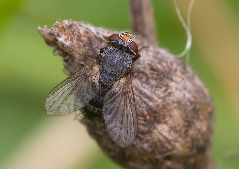 Actia crassicornis