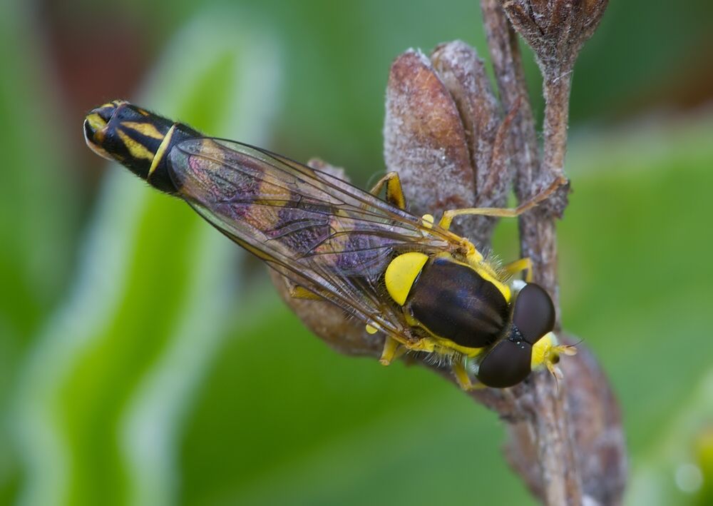Sphaerophoria rueppelli