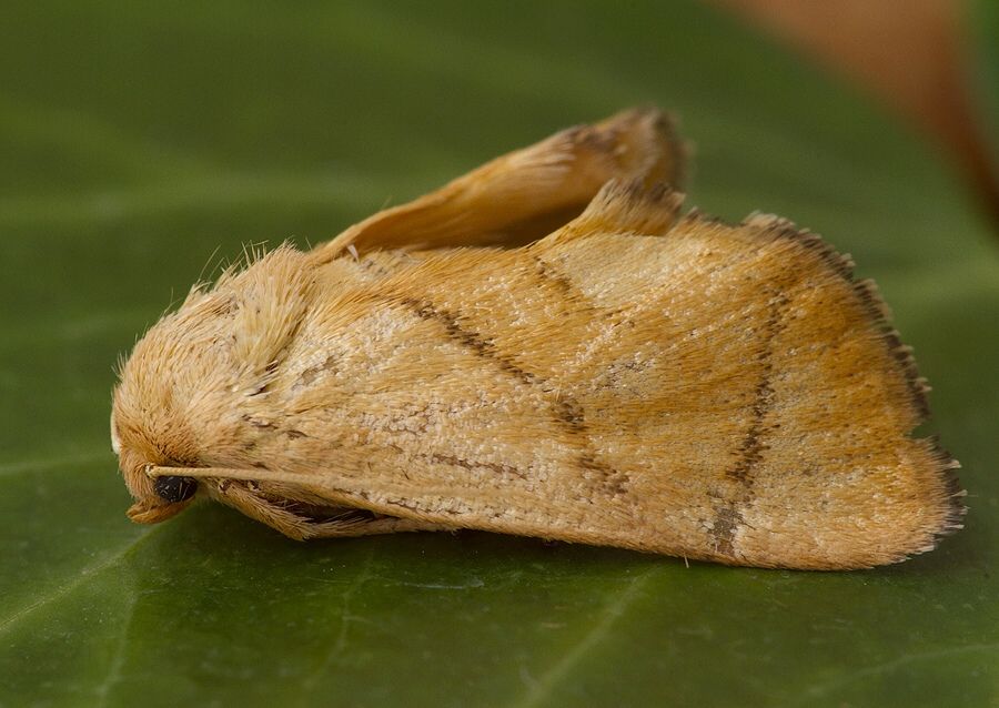 Apoda limacodes