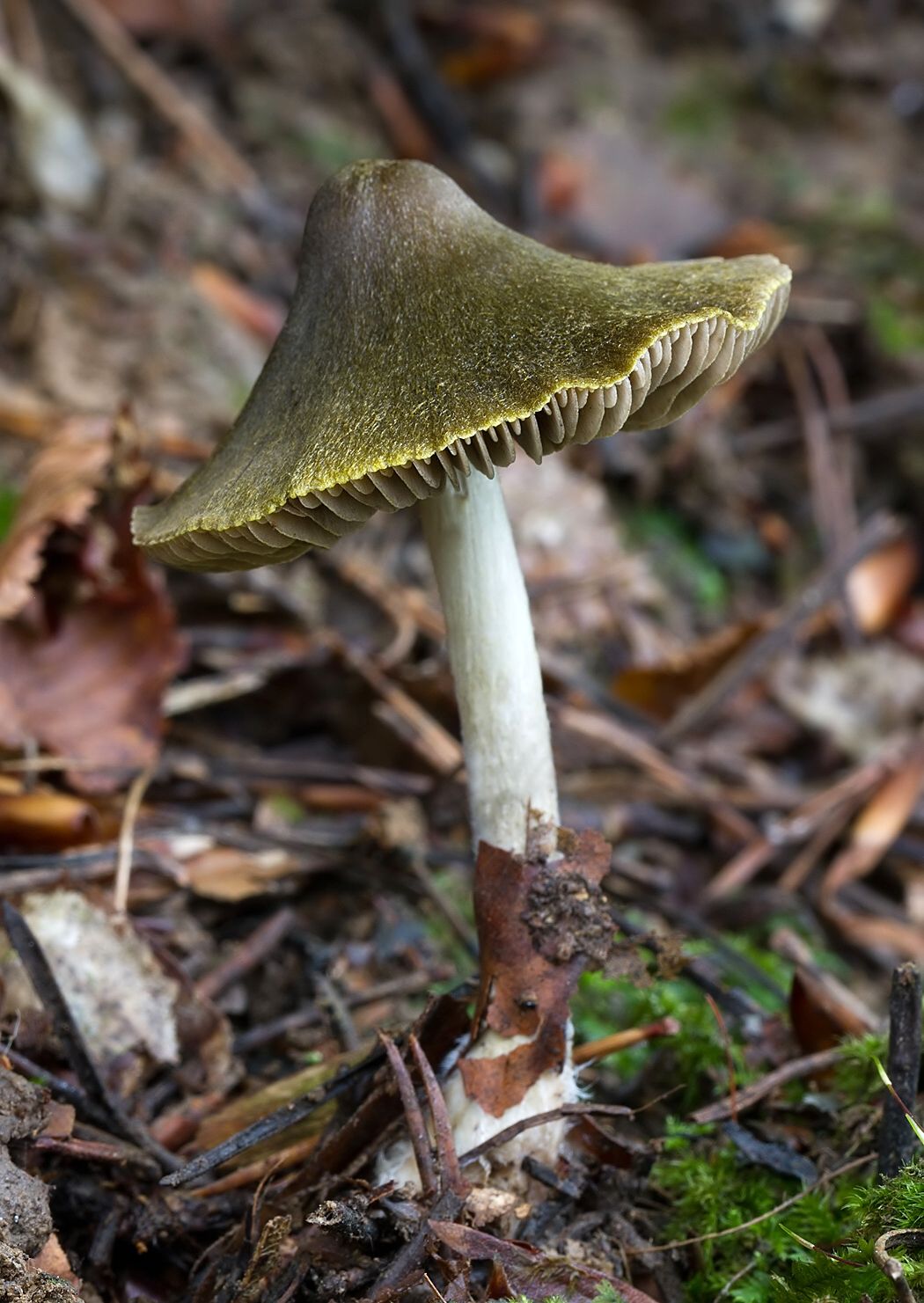 Entoloma versatile