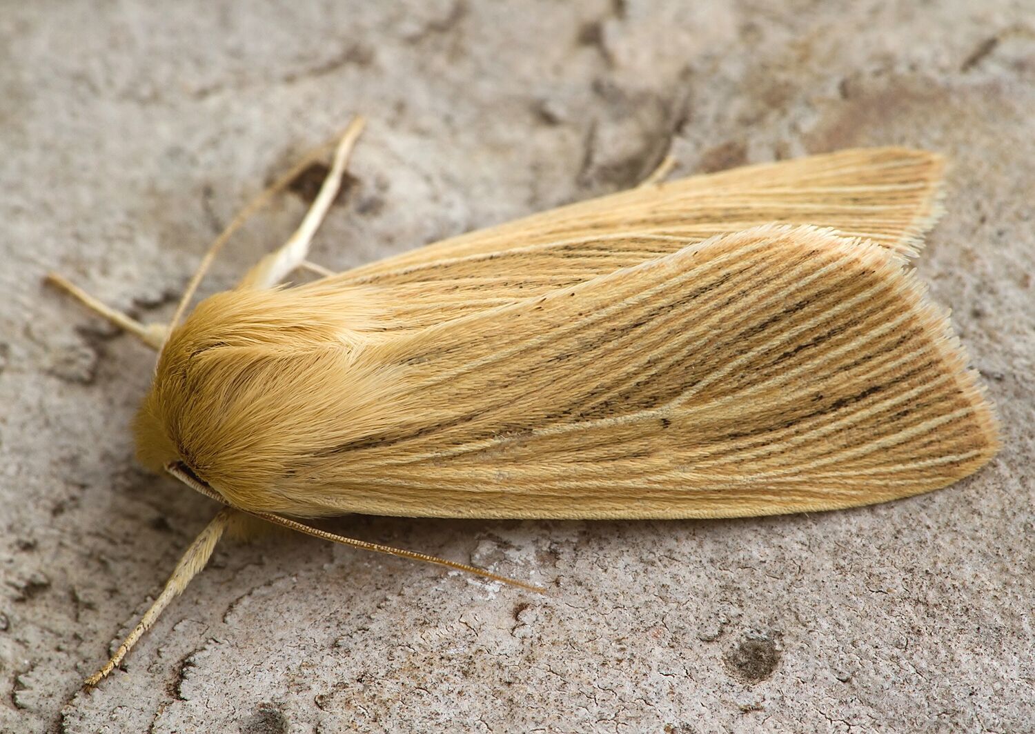 Mythimna pallens